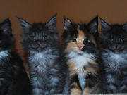 Category Warrior Cats Lemons Warrior Cats Fanfic Wiki Fandom