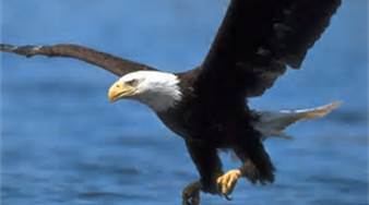 Eagleflying