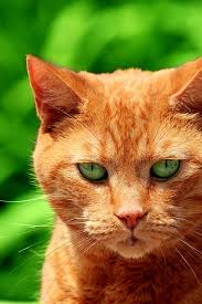 Firestar