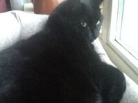 Pixel