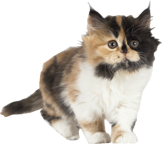 MaanhartPet1