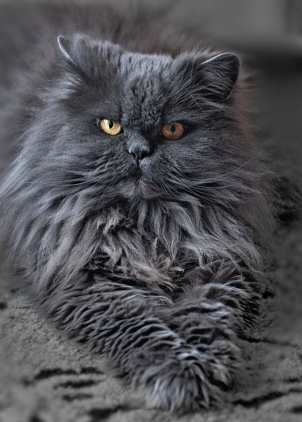 Image Geeltand afbeelding png Nederlandse Warrior Cats Wiki image-geeltand-afbeelding-png-nederlandse-warrior-cats-wiki