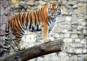 Tijger 1