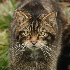 Nederlandse chat Nederlandse chat