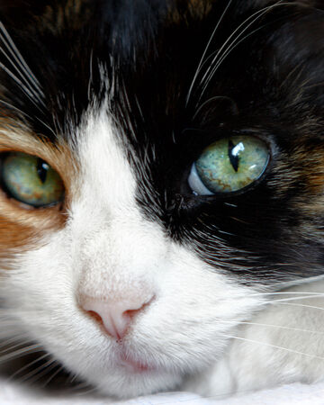 Pooldapple Warrior Cats New Clan Wiki Fandom