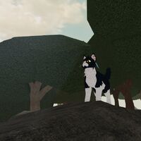 Warrior Cats Forest Territory Roblox Morphs