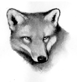 Fox.SotC