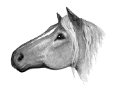 Horse.SotC