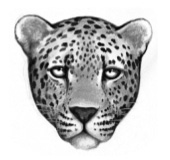 LeopardenClan
