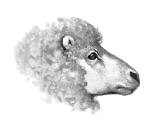 Sheep.SotC