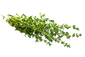 Thymian