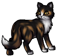 Koriander Warrior Cats Wiki Fandom