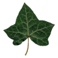 Efeublatt