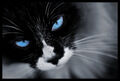 Thumbnail for version as of 17:18, March 28, 2013