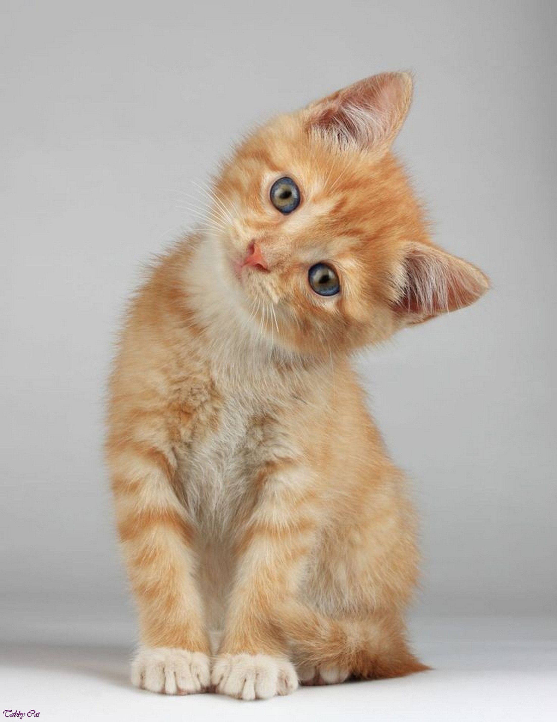 yellow orange tabby cat