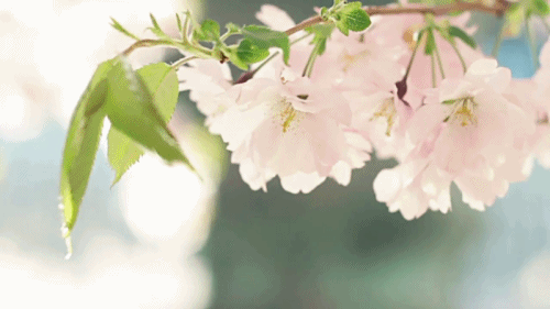 SpringClan