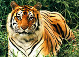 Tigger