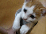 FunnyCat