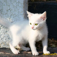 Lemon Warrior Cats Roleplay Wiki Fandom