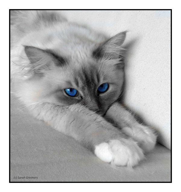 light grey kitten with blue eyes