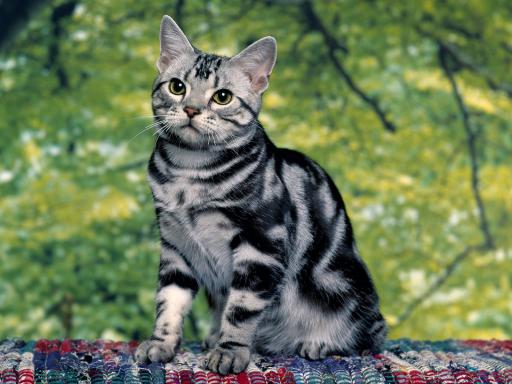 image silver tabby cat 512x384 51 jpg warrior cats the lost