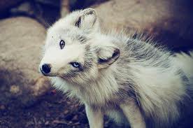 SNOWYFOX