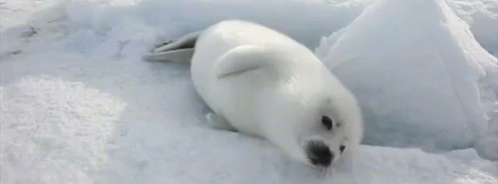 Seal baby