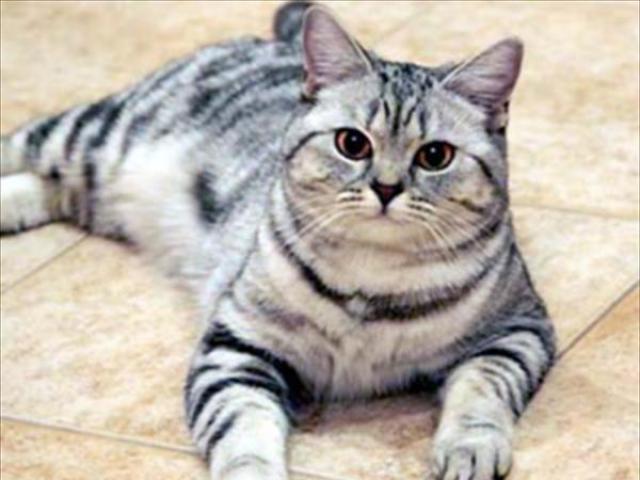 полосатый кот британец фото онлайн полосатый кот британец фото