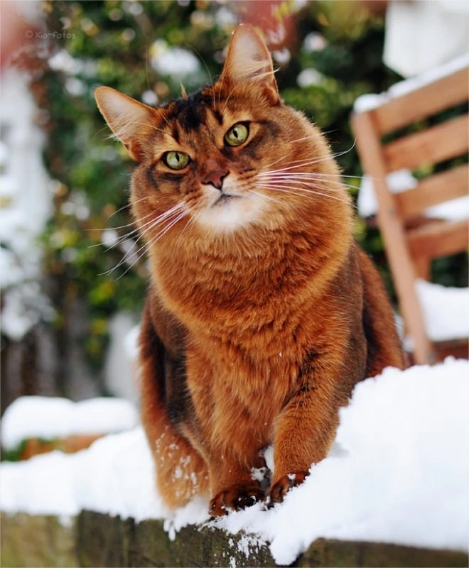 latest?cb=20151118163043&path-prefix=ru