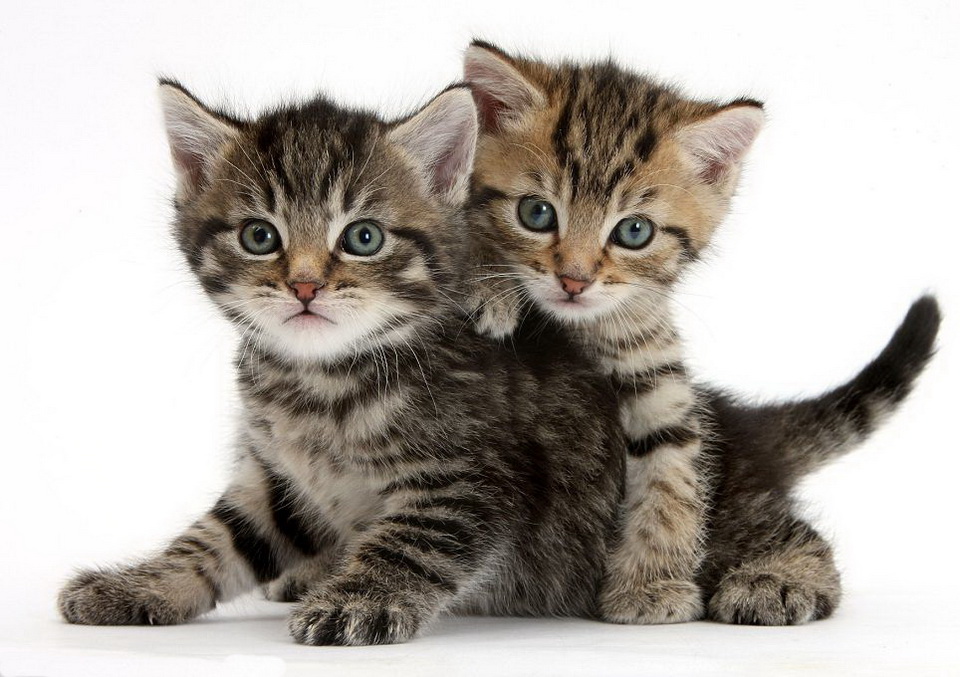Котёнок | Коты-воители вики | FANDOM powered by Wikia