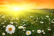 2017Nature Flowers A camomile field in the sun at dawn 118451 (1)