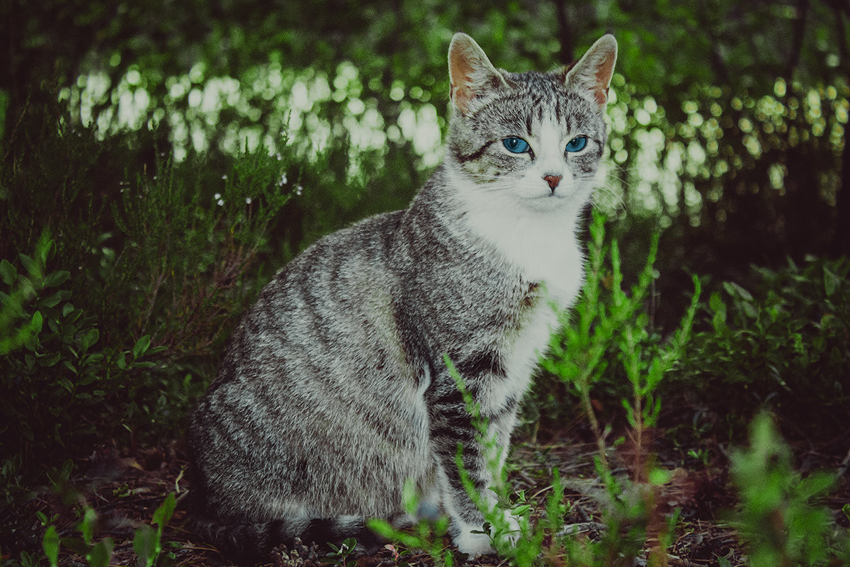 Серые коты с пятнами. Лесная кошка гладкошерстная. Полосатый кот беспородный. Серый полосатый кот. Серая полосатая кошка.
