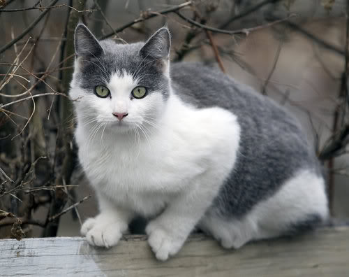 Grey And White Cats With Green Eyes لم يسبق له مثيل الصور Tier3 Xyz