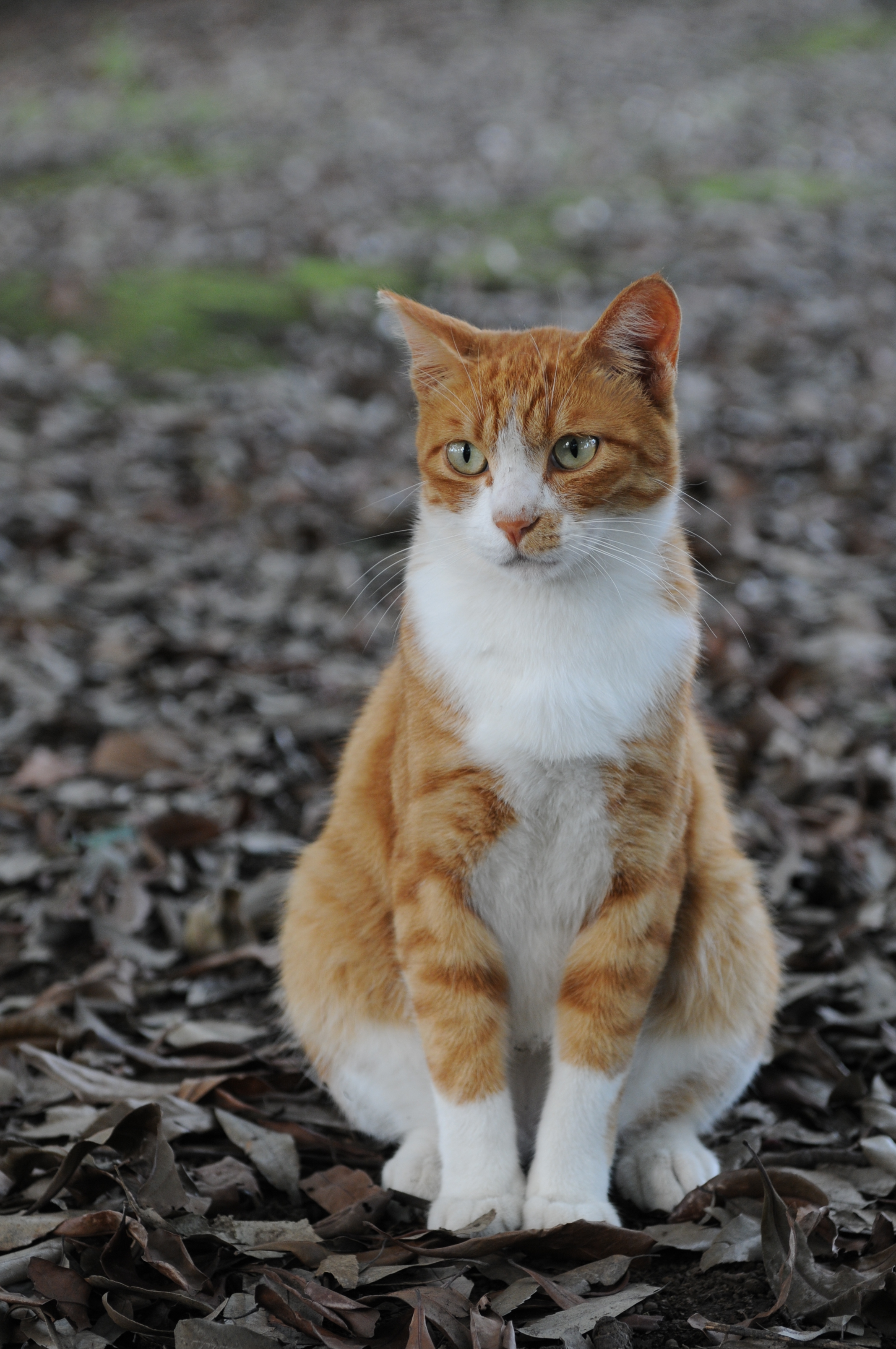 Firestripe Warriors Oc S Wiki Fandom