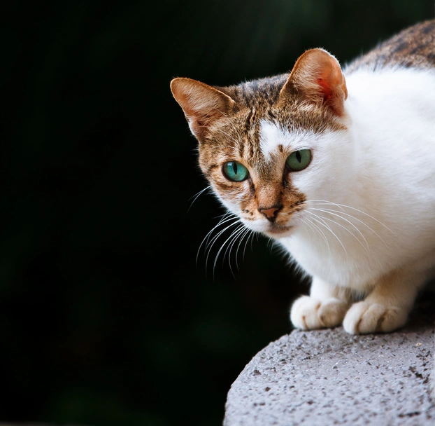 latest?cb=20180124152633