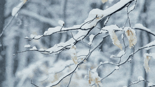 IceClan