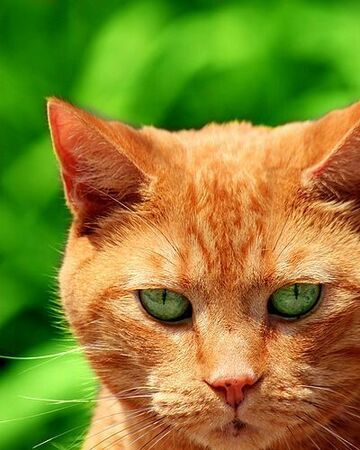 Firestar Warriors The Anger Of Sisters Wiki Fandom