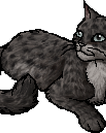 Quiet Rain Warriors Wiki Fandom