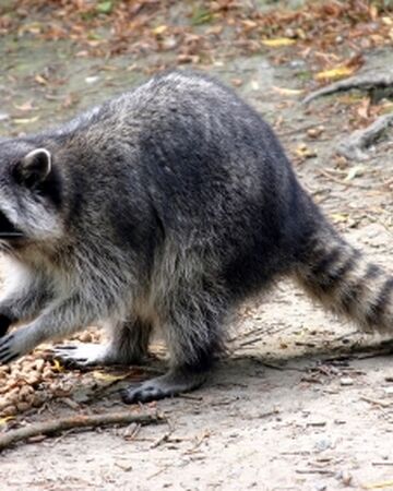 Raccoon Warriors Wiki Fandom