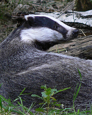 Badger Warriors Wiki Fandom