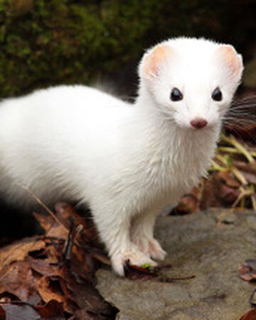 Image result for stoat