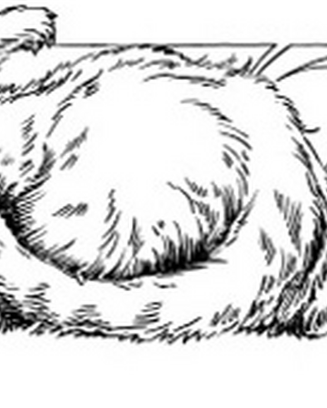 Warrior Cat Quiz For She Cats Love Story Part 2 Warrior Cat Quiz For She Cats Love Story Part 2