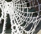 Cobwebs