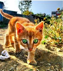 Sunshinekit