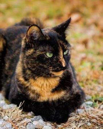 Basilmoon Riverclan Warriors Fanon Wiki Fandom