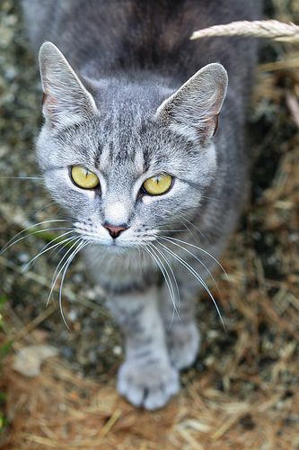 Image result for grey tabby with yellow eyes