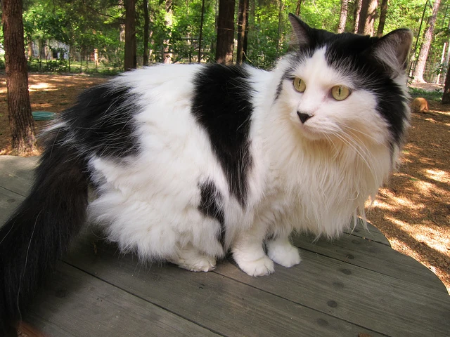 Clover That Grows In Light (Tribe of Rushing Water) | Warriors ...