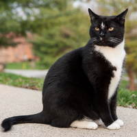 Shadowleaf Windclan Warriors Fanon Wiki Fandom