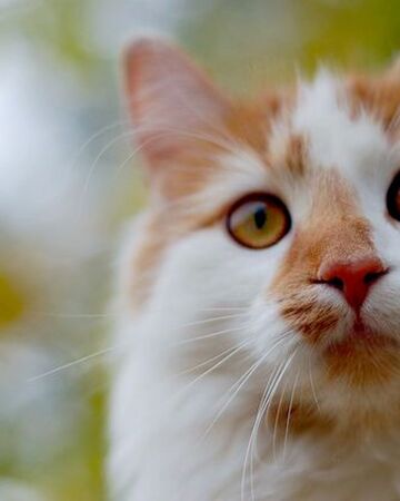 Dawnfall Of Thunderclan Warriors Fanon Wiki Fandom
