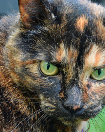 Darkwhisker Warriors Fanon Wiki Fandom